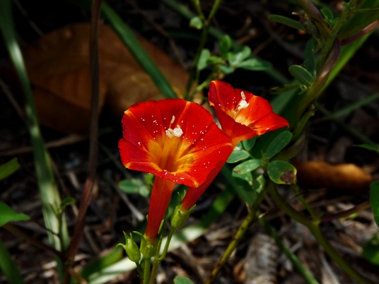 {Ipomoea coccinea}